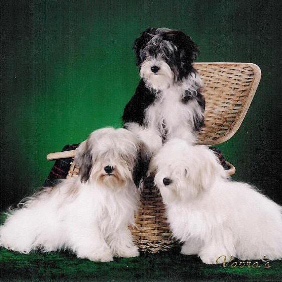 3 puppies in a photoshoot