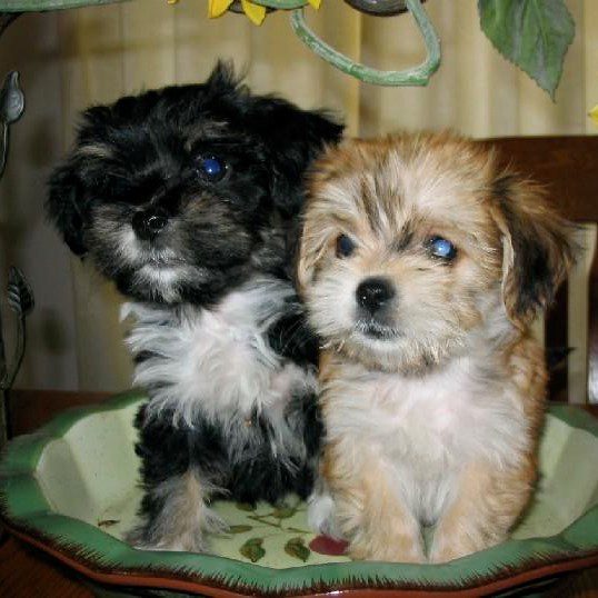 Two puppies in a bowl