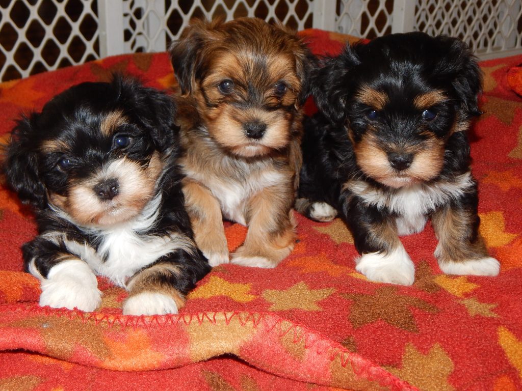 3 Havanese Puppies