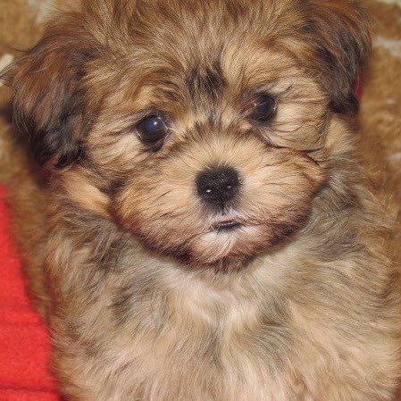Small brown havanese puppy