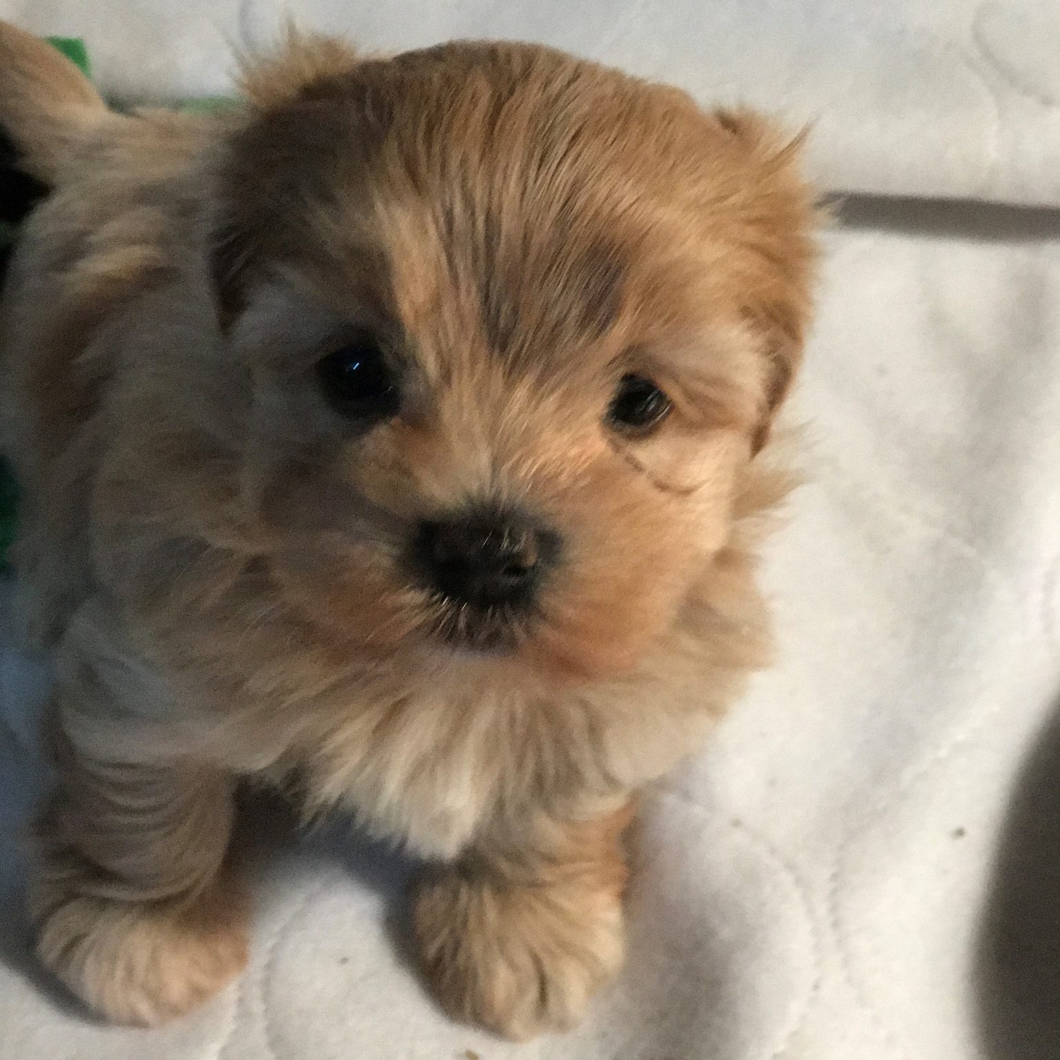 Alderon Farm | AKC Havanese Puppies For Sale | AKC Havanese