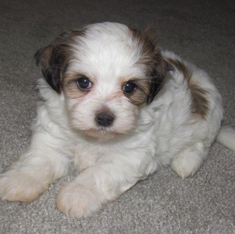 Alderon Farm | AKC Havanese Puppies For Sale | AKC Havanese