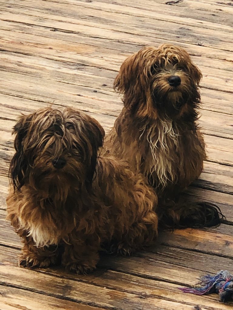 Two havanese dogs