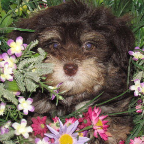 Puppy with flowers