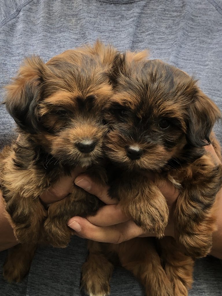 Two puppies in hand